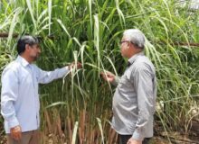 تولید ارقام نیشکر سازگار با اقلیم خوزستان در ایستگاه تحقیقاتی چابهار