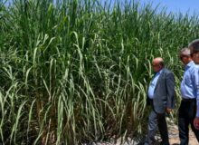 خیز نیشکر برای تحقق «رشد تولید»/دکتر ناصری: امسال رشد مزارع نیشکر مطلوب است