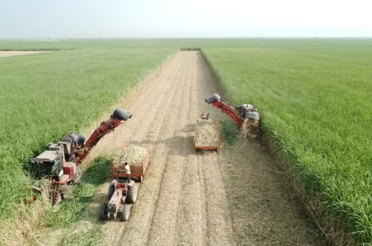 صنایع پاییندستی با ورود نیشکر به «بازار سرمایه» رونق میگیرد