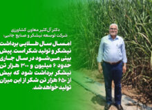 امـسال، سـال طلایی نـیشکر است