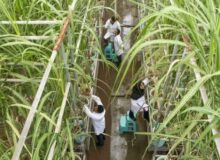 50 میلیون قطعه زنبور «تلنموس» جایگزین سموم کشاورزی شد/رقم‌های جدید نیشکر با اقلیم خوزستان سازگار است