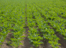 اشتغال محلّی با طرح‌های غیرنیشکری رونق می‌گیرد