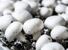 واحد تولید «قارچ دکمه‌ای» نیشکر هفت‌تپه احیا شد