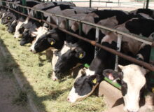 250 تُن گوشت قرمز در بازار خوزستان عرضه می‌شود