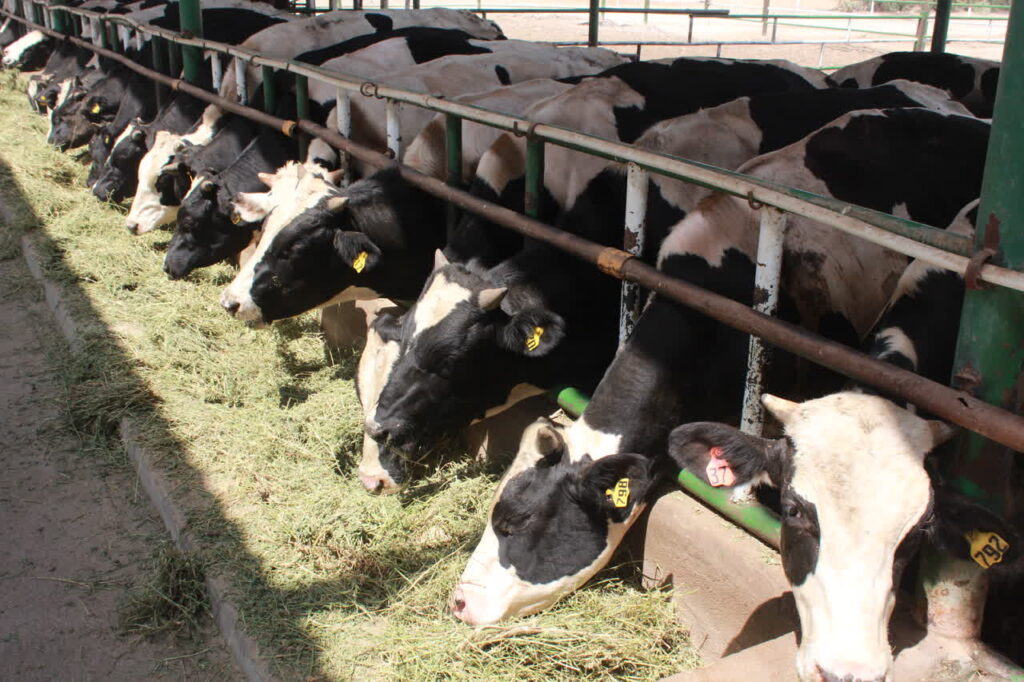 250 تُن گوشت قرمز در بازار خوزستان عرضه می‌شود