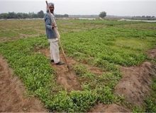 کسری 60 هزار تن کود اوره و 15 میلیون لیتر سوخت؛ مسئولین باید پاسخگو باشند